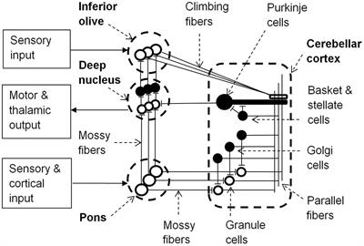 The Contribution of Brainstem and Cerebellar Pathways to Auditory Recognition